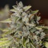 VIEJO TOBY · Eva Seeds · sementes de maconha · Fem