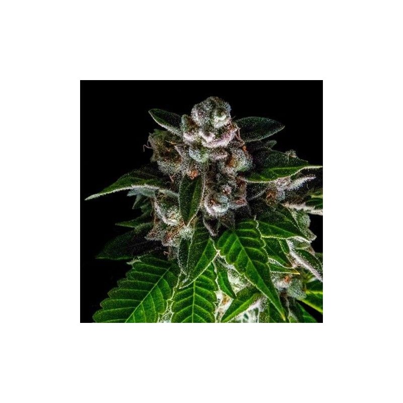 BAKERS DELIGHT · DNA Genetics · cannabis seeds · Fem