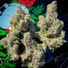 BAKERS DELIGHT · DNA Genetics · kenevir tohum · disi · Fem
