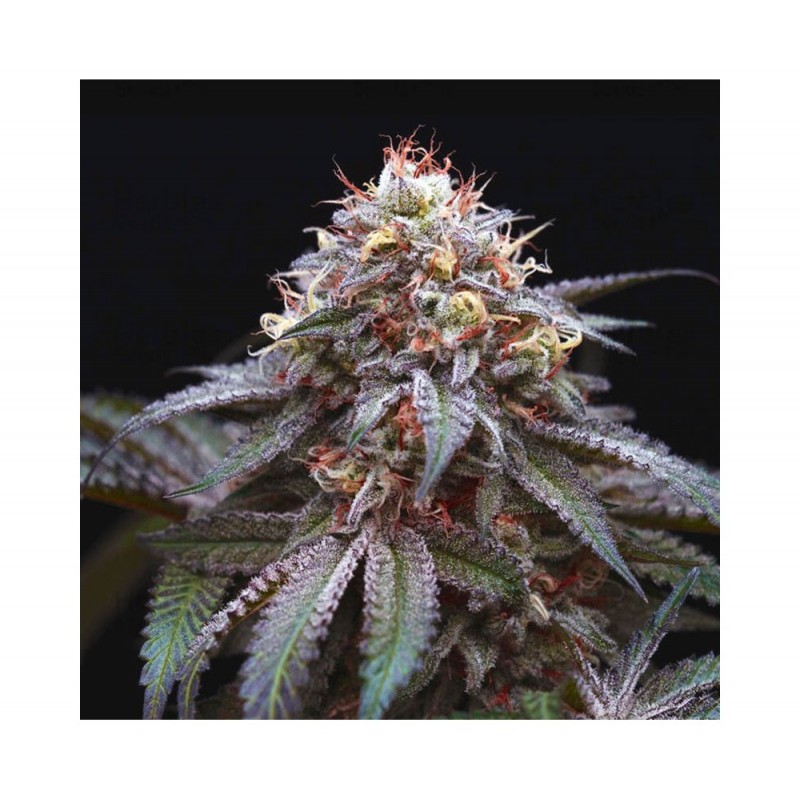 DOUBLE STUFFED SORBET · DNA Genetics · graines de cannabis · Fem