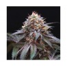 DOUBLE STUFFED SORBET · DNA Genetics · graines de cannabis · Fem