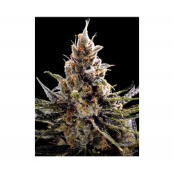 24K GOLD · DNA Genetics · Kaufen Cannabis Samen · Fem