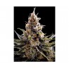 24K GOLD · DNA Genetics · Kaufen Cannabis Samen · Fem