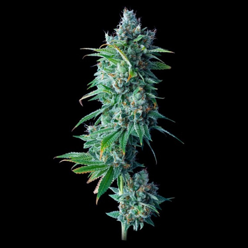 24K GOLD · DNA Genetics · Kaufen Cannabis Samen · Fem