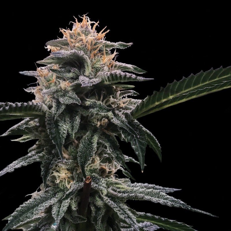 BANANA SORBET · DNA Genetics · graines de cannabis · Fem