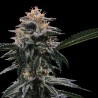 BANANA SORBET · DNA Genetics · graines de cannabis · Fem