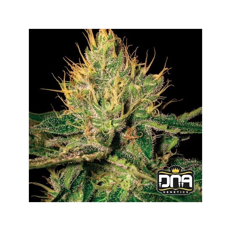 CANNALOPE HAZE · DNA Genetics · graines de cannabis · Fem