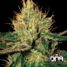CANNALOPE HAZE · DNA Genetics · kaufen cannabis samen · Fem