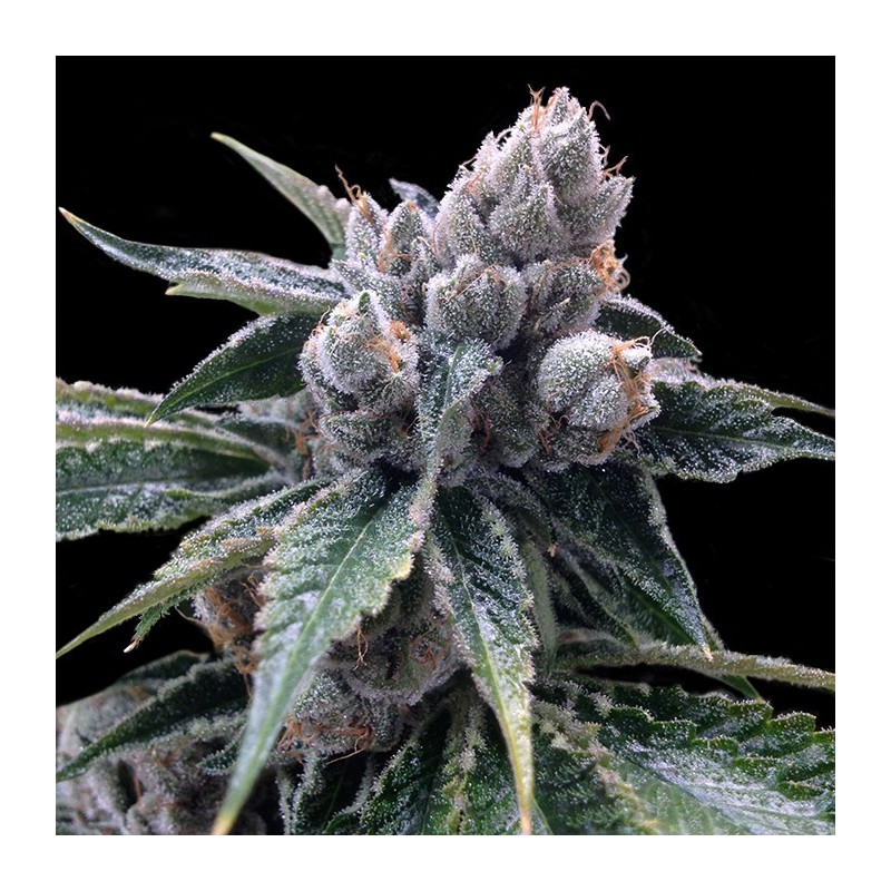 WHITE WALKER KUSH · DNA Genetics · kaufen cannabis samen · Fem