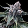 WHITE WALKER KUSH · DNA Genetics · graines de cannabis · Fem