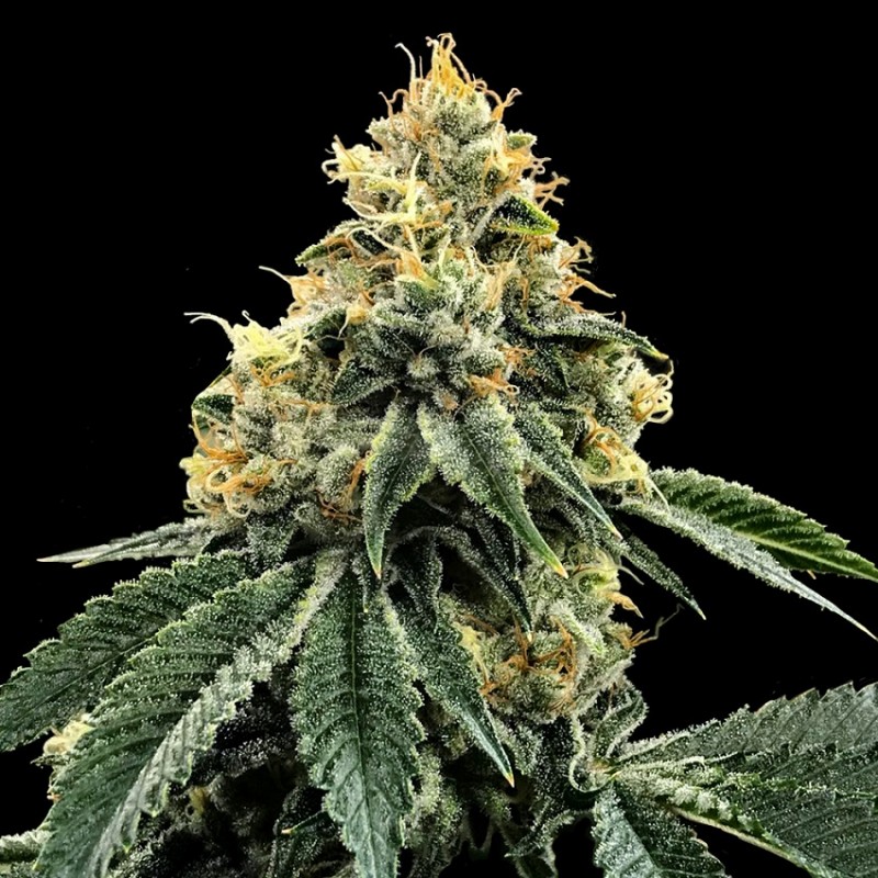 KOSHER DAWG · DNA Genetics · kenevir tohum · disi · Fem