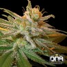 KUSHBERRY · DNA Genetics · kaufen cannabis samen · Fem