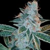 LEMON OG KUSH · DNA Genetics · cannabis seeds · Fem