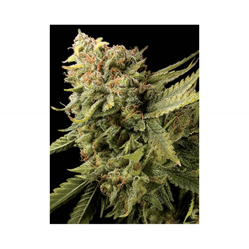 LEMON SKUNK · DNA Genetics · graines de cannabis · Fem