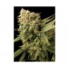 LEMON SKUNK · DNA Genetics · graines de cannabis · Fem