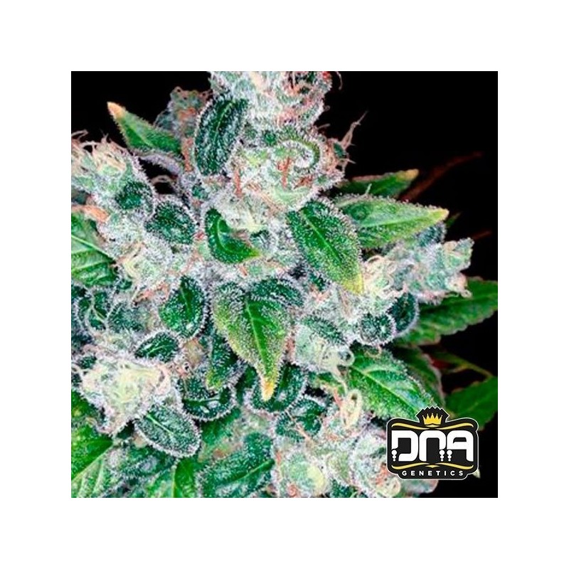 KANDY KUSH · DNA Genetics · sementes de maconha · Fem