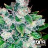 KANDY KUSH · DNA Genetics · sementes de maconha · Fem