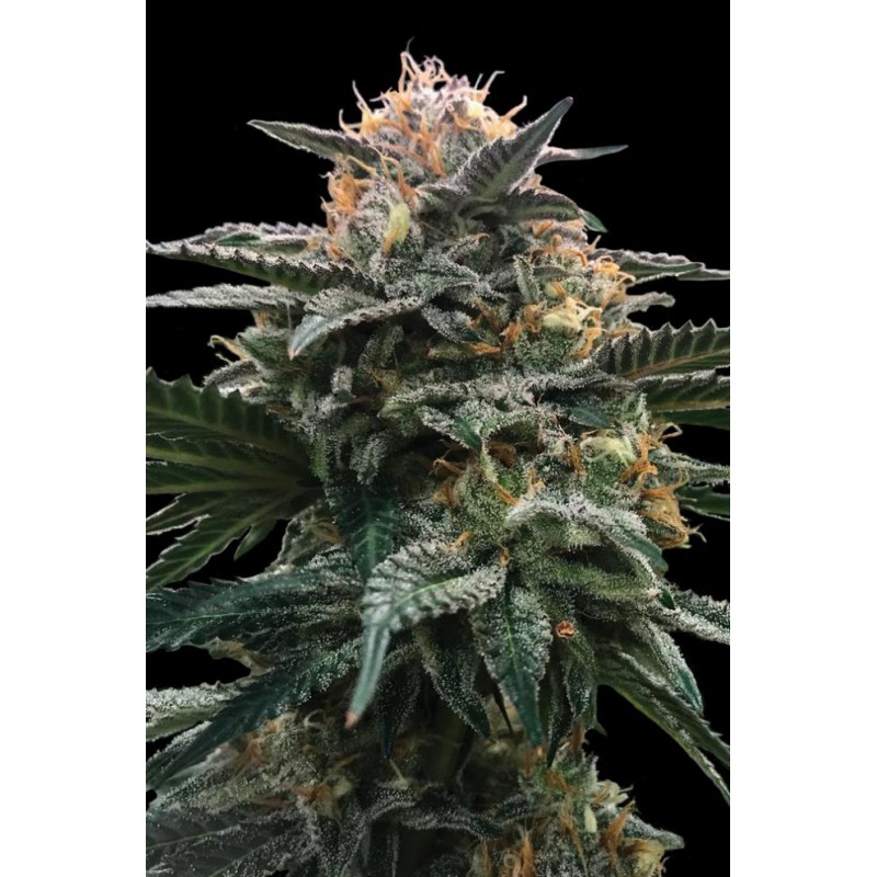 BLOOD ORANGE SORBET · DNA Genetics · graines de cannabis · Fem