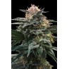 BLOOD ORANGE SORBET · DNA Genetics · cannabis seeds · Fem
