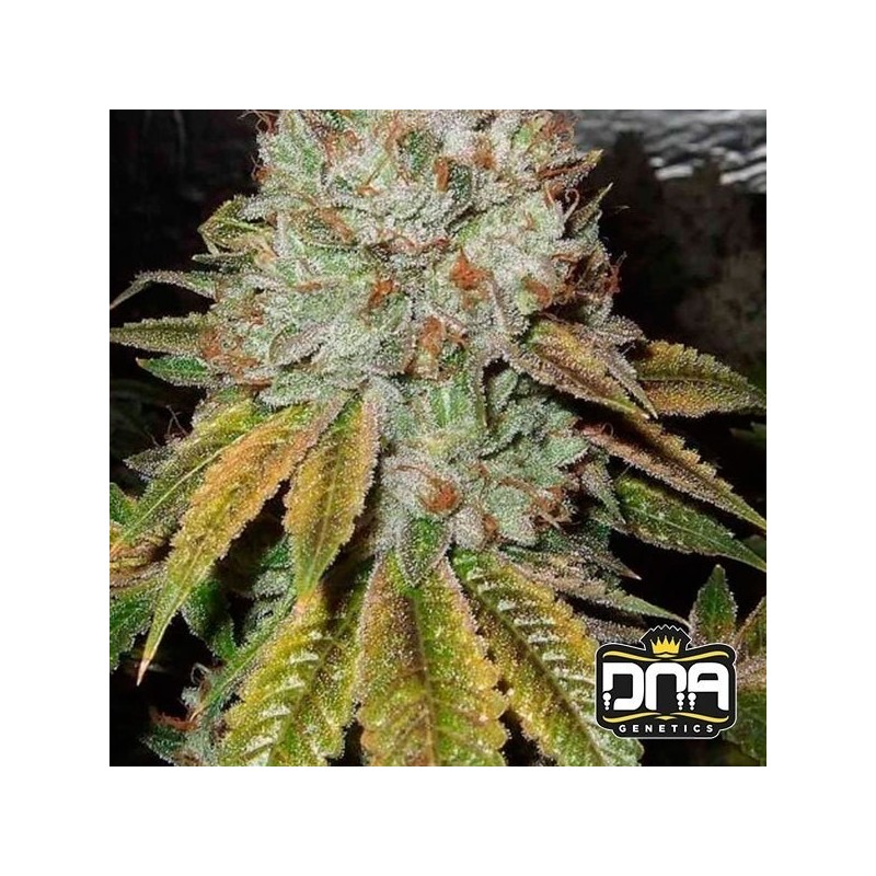OG KUSH · DNA Genetics · sementes de maconha · Fem