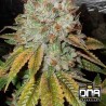 OG KUSH · DNA Genetics · kenevir tohum · disi · Fem