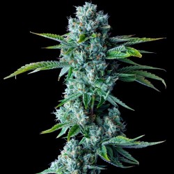 SKYWALKER KUSH · DNA...