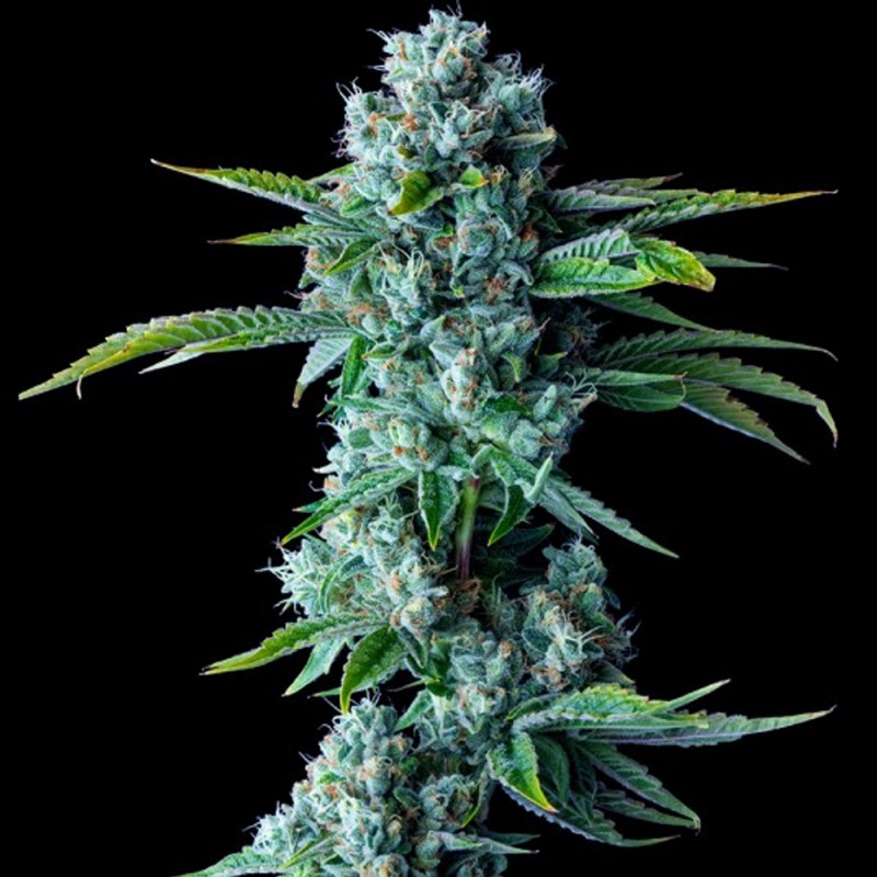 SKYWALKER KUSH · DNA Genetics · graines de cannabis · Fem