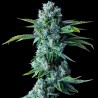 SKYWALKER KUSH · DNA Genetics · cannabis seeds · Fem