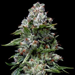 KOSHER KUSH · DNA Genetics · graines de cannabis · Fem