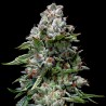 KOSHER KUSH · DNA Genetics · graines de cannabis · Fem