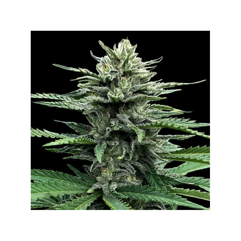 AUTO STRAWBERRY BANANA · DNA Genetics · cannabis seeds · Auto Fem