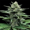 AUTO STRAWBERRY BANANA · DNA Genetics · cannabis seeds · Auto Fem