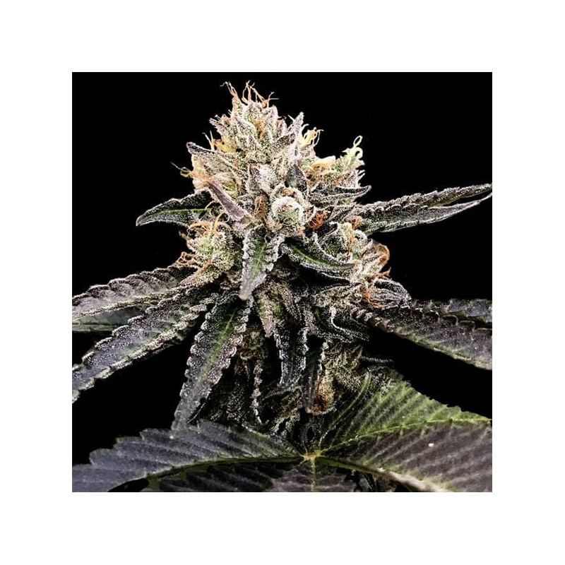 CATARACT CAKE · DNA Genetics · kenevir tohum · disi · Fem