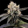 CATARACT CAKE · DNA Genetics · sementes de maconha · Fem
