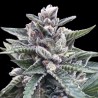 KOSHER SORBET · DNA Genetics · cannabis seeds · Fem