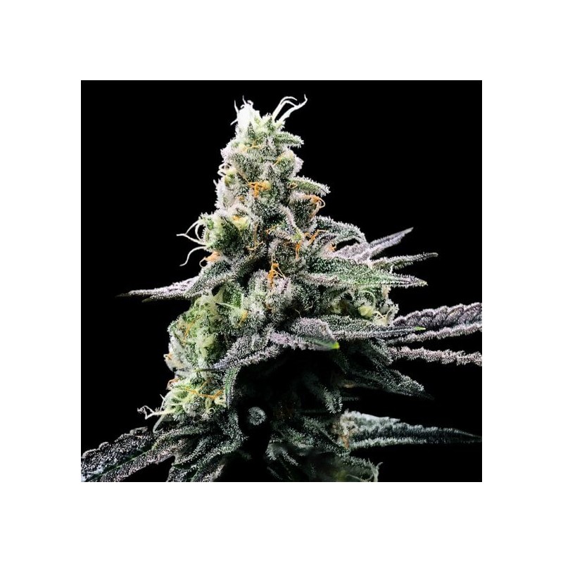 PURPLE KOSHER · DNA Genetics · graines de cannabis · Fem