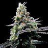 PURPLE KOSHER · DNA Genetics · sementes de maconha · Fem
