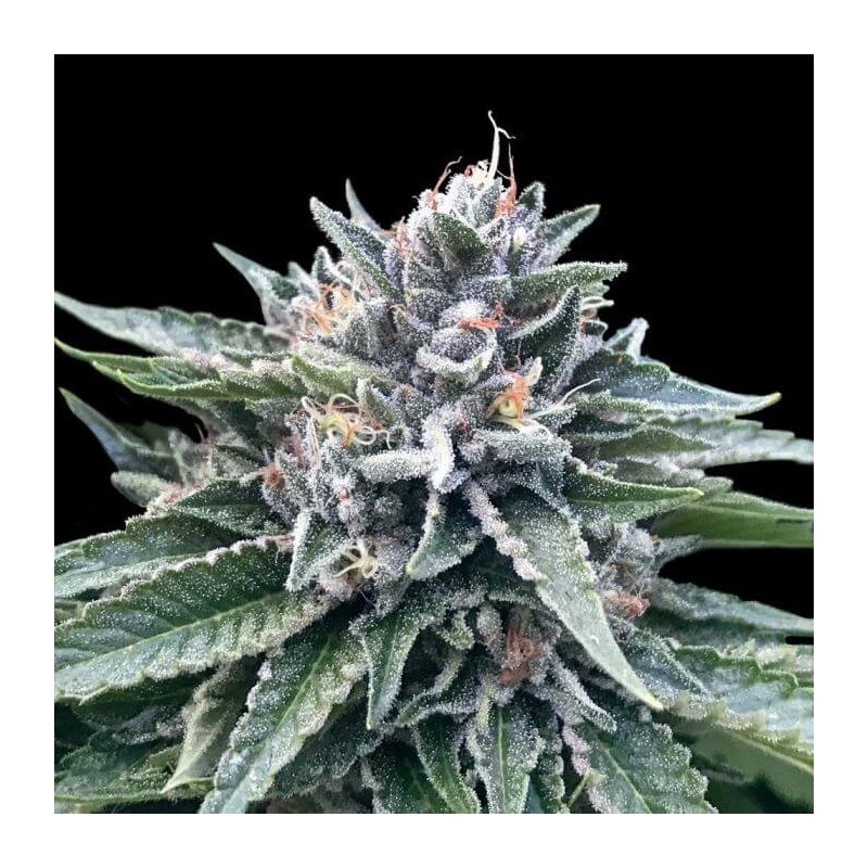 SORBET 4 · DNA Genetics · cannabis seeds · Fem