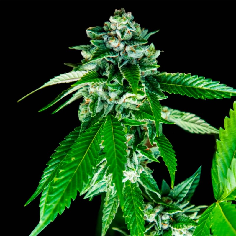 SORBET DREAMS · DNA Genetics · cannabis seeds · Fem