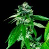 SORBET DREAMS · DNA Genetics · graines de cannabis · Fem
