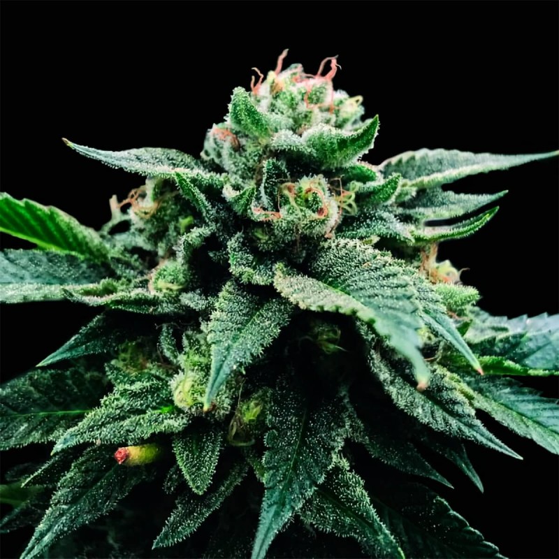 SORBET STASH · DNA Genetics · graines de cannabis · Fem