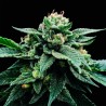 SORBET STASH · DNA Genetics · graines de cannabis · Fem