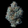 ZALLAH BREAD · DNA Genetics · kaufen cannabis samen · Fem