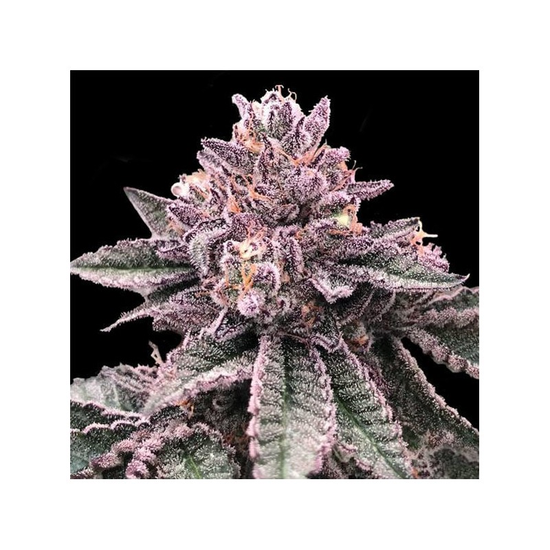 DNA CAKE · DNA Genetics · graines de cannabis · Fem