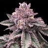 DNA CAKE · DNA Genetics · graines de cannabis · Fem