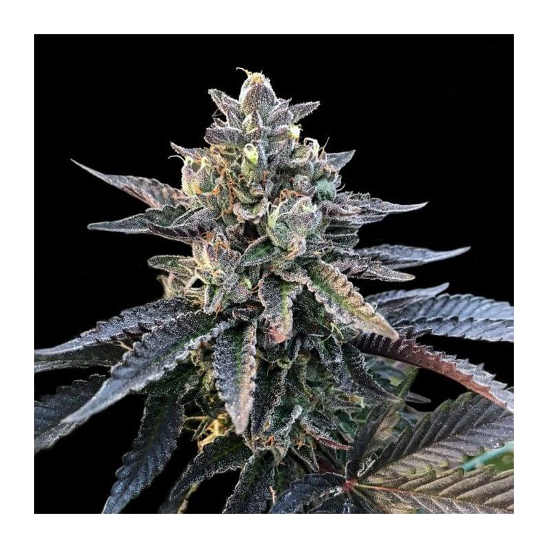 GELATO SORBET · DNA Genetics · cannabis seeds · Fem