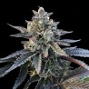 GELATO SORBET · DNA Genetics · sementes de maconha · Fem