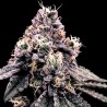 KOSHER PIE · DNA Genetics · kenevir tohum · disi · Fem