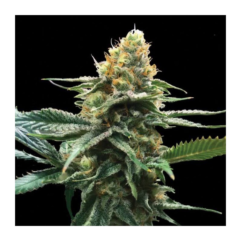 SOUR SORBET · DNA Genetics · kaufen cannabis samen · Fem