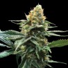 SOUR SORBET · DNA Genetics · cannabis seeds · Fem